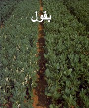 legumineuses